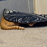 Cheddar is registered to the contest to win money with this photo: cat, orange_cat, tail, nose, rug, patterned_rug, carpet, floor, hiding, indoor, pet, animal, feline, cozy, curled_up, home, quiet, resting, curiosity, shadow