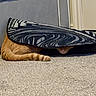 cat, orange_cat, tail, nose, rug, patterned_rug, carpet, floor, hiding, indoor, pet, animal, feline, cozy, curled_up, home, quiet, resting, curiosity, shadow