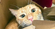 Cheddar joined the competition — help win amazing prizes! cat, orange_tabby, paper_bag, curious, whiskers, wide_eyes, indoor, person, hand, red_shirt, closeup, pet, feline, cute, playful, domestic_animal, animal, face, container, holding