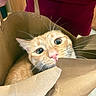 cat, orange_tabby, paper_bag, curious, whiskers, wide_eyes, indoor, person, hand, red_shirt, closeup, pet, feline, cute, playful, domestic_animal, animal, face, container, holding