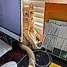 Cheddar is registered to the contest to win money with this photo: cat, ginger_cat, computer_monitor, keyboard, mouse, desk, papers, paper_holder, window_blinds, sunlight, shadow, curious, relaxed, indoor, office, workspace, cord, collar, orange_fur, pet