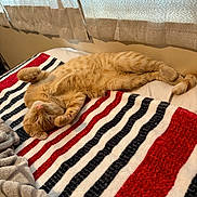 Cheddar joined the competition — help win amazing prizes! animal, bed, blanket, cat, cozy, curtains, cute, feline, fur, ginger_cat, indoor, nap, paws, pet, relaxed, resting, sleeping, soft_light, striped_blanket, tail