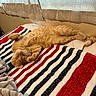 animal, bed, blanket, cat, cozy, curtains, cute, feline, fur, ginger_cat, indoor, nap, paws, pet, relaxed, resting, sleeping, soft_light, striped_blanket, tail