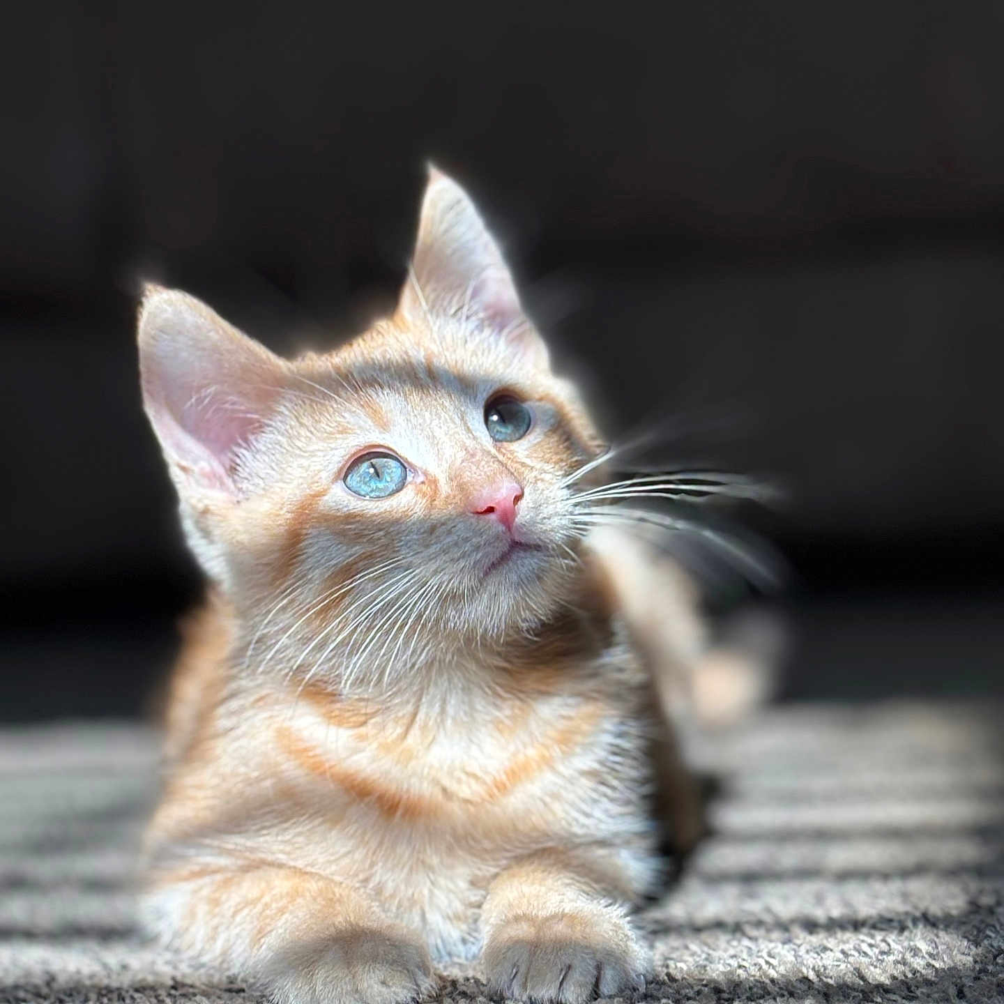 Cheddar