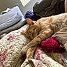 Cheddar is registered to the contest to win money with this photo: animal, bed, cat, comfort, cozy, daylight, feline, floral_pattern, fur, ginger_cat, home, indoor, knitted_object, pillow, quilt, relaxation, resting, sleeping, soft_texture, window