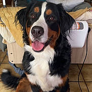 Shana a rejoint le concours — aidez-le/la à gagner de superbes lots ! dog, bernese_mountain_dog, pet, indoor, floor, person, chair, recliner, blanket, table, cup, water_bottle, smiling, tongue_out, fur, eyes, nose, tail, home, living_room