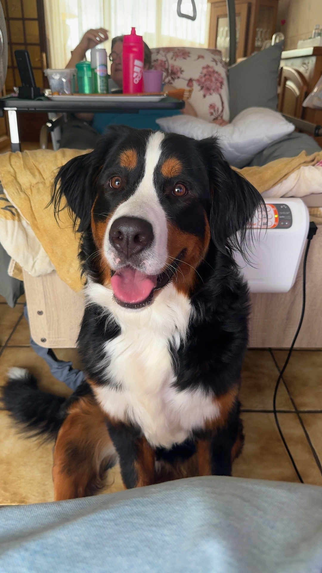 Shana a rejoint le concours — aidez-le/la à gagner de superbes lots ! dog, bernese_mountain_dog, pet, indoor, floor, person, chair, recliner, blanket, table, cup, water_bottle, smiling, tongue_out, fur, eyes, nose, tail, home, living_room