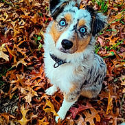 Arya Du Pic D'Espade participe au concours pour gagner de l'argent avec cette photo : animal, autumn_leaves, background, blue_eyes, close_up, collar, curious, cute, dog, fall, fur, grass, leaf_litter, mixed_breed, nature, outdoor, pet, portrait, seasonal, sitting