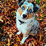 animal, autumn_leaves, background, blue_eyes, close_up, collar, curious, cute, dog, fall, fur, grass, leaf_litter, mixed_breed, nature, outdoor, pet, portrait, seasonal, sitting
