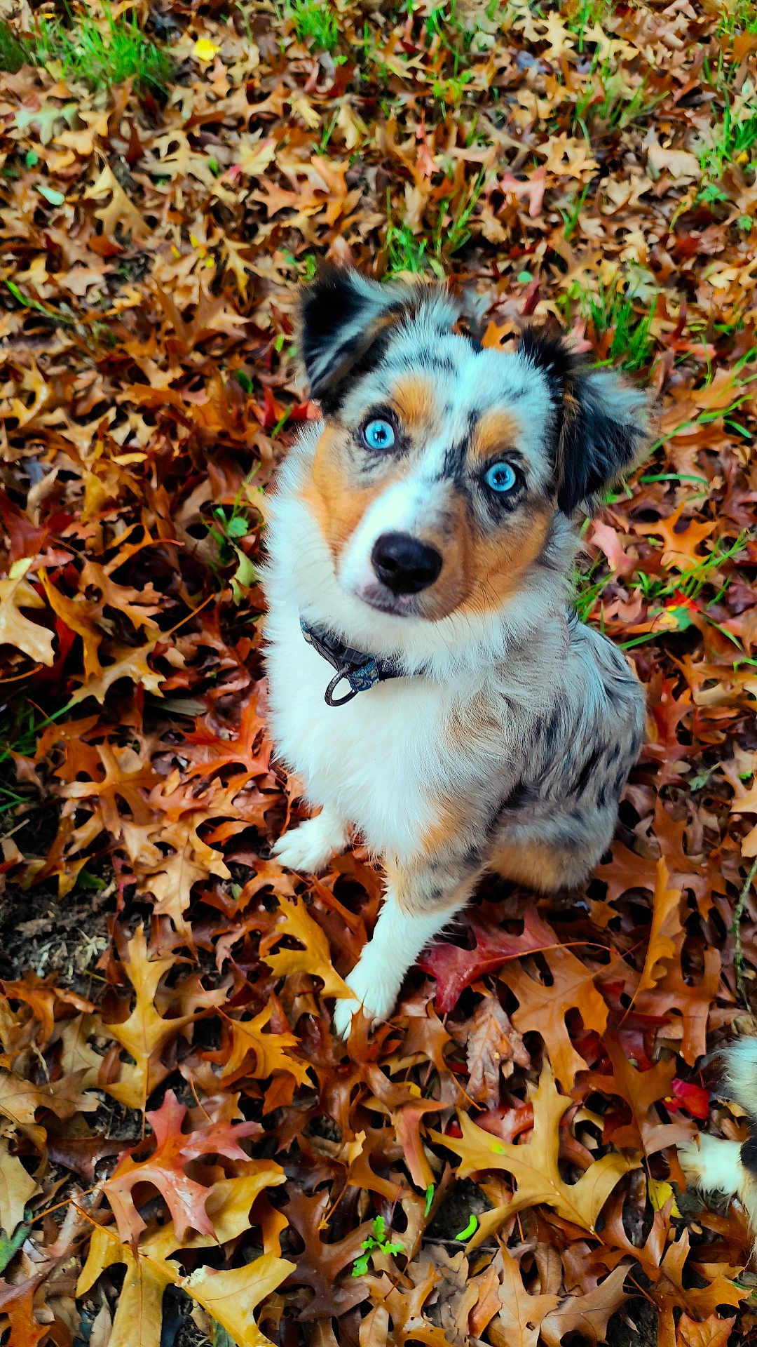 Arya Du Pic D'Espade