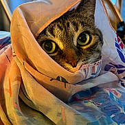 Nota is registered to the contest to win money with this photo: animal, cat, closeup, colorful, cozy, curious, cute, eyes, fabric, face, feline, indoor, patterned, pet, portrait, scarf, soft, tabby, whiskers, wrapped