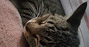 Ella joined the competition — help win amazing prizes! animal, cat, closeup, companion, cozy, cute, domestic_cat, ear, fur, indoor, pet, pink_knit, relaxation, resting, sleeping, snuggling, soft_texture, striped_blanket, tabby, whiskers