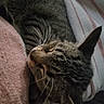 Ella joined the competition — help win amazing prizes! cat, tabby, sleeping, whiskers, ear, striped_blanket, pink_knit, cozy, resting, fur, pet, indoor, closeup, animal, cute, domestic_cat, relaxation, soft_texture, companion, snuggling