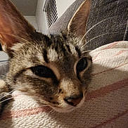 Ella joined the competition — help win amazing prizes! cat, tabby_cat, close_up, indoor, resting, blanket, striped_blanket, ears, whiskers, face, furniture, couch, vent, wall, cozy, pet, animal, sleepy, soft_texture, relaxed