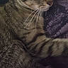 Ella is registered to the contest to win money with this photo: animal, cat, close_up, cute, domestic_cat, face, feline, fur, indoor, mammal, patterned_background, pet, portrait, relaxed, resting, soft, striped, tabby, whiskers, young_cat