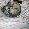 Ella is registered to the contest to win money with this photo: cat, tabby, striped_blanket, sleeping, curled_up, cozy, pet, feline, domestic_animal, resting, fur, whiskers, ear, paw, cute, indoor, soft_texture, relaxation, animal, nap