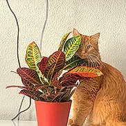 Peanut joined the competition — help win amazing prizes! animal, cat, colorful, curious, cute, domestic_animal, fur, furniture, green, houseplant, indoor, leaf, orange_cat, pet, plant, potted_plant, red, table, whiskers, yellow