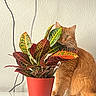 animal, cat, colorful, curious, cute, domestic_animal, fur, furniture, green, houseplant, indoor, leaf, orange_cat, pet, plant, potted_plant, red, table, whiskers, yellow