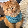 animal, blue_sweater, cat, closeup, couch, cozy, curious, cute, domestic_animal, furniture, household, indoor, orange_cat, pet, pillow, remote_control, roku_remote, sitting, sweater, whiskers