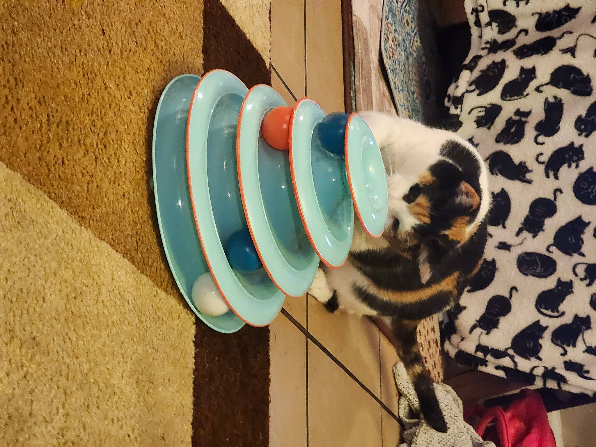 Sissy Ann is registered to the contest to win money with this photo: circle, electric_blue, felidae, fur, gas, pattern, room, stairs, visual_arts, wood
