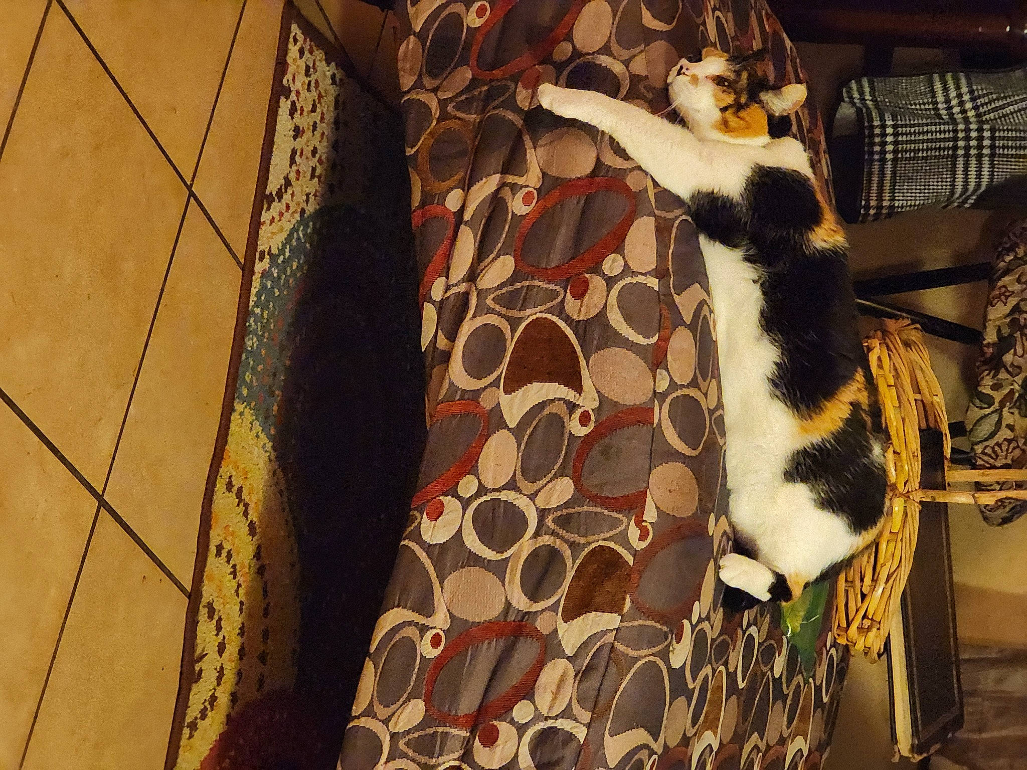 Sissy Ann is registered to the contest to win money with this photo: canidae, carnivore, comfort, companion_dog, fawn, felidae, flooring, fur, hardwood, human_leg, linens, pattern, room, small_to_medium_sized_cats, tail, tints_and_shades, tree, whiskers, window, wood