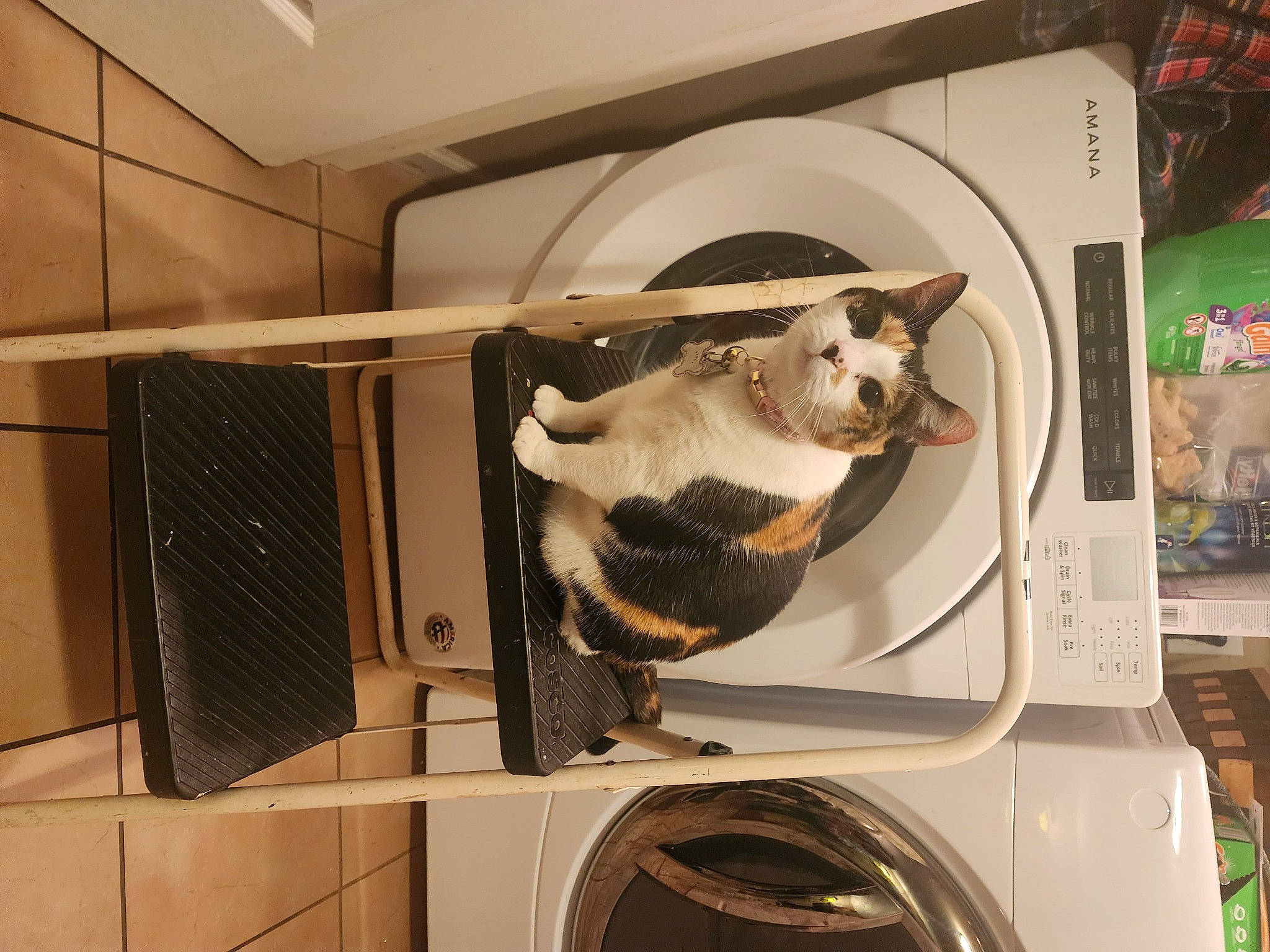 Sissy Ann joined the competition — help win amazing prizes! automotive_design, carnivore, cat, clothes_dryer, eyewear, felidae, fur, gas, home_appliance, kitchen_appliance, laundry, laundry_room, machine, major_appliance, mechanical_fan, pet_supply, room, tail, washing_machine, whiskers