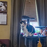 Sissy joined the competition — help win amazing prizes! blinds, calendar, calico_cat, cat, cat_tree, collar, cozy, curtains, feather_toy, furniture, home_interior, indoor, panda_calendar, pet, pet_toy, portrait, sill, sitting, sunlight, window