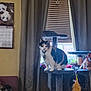 blinds, calendar, calico_cat, cat, cat_tree, collar, cozy, curtains, feather_toy, furniture, home_interior, indoor, panda_calendar, pet, pet_toy, portrait, sill, sitting, sunlight, window