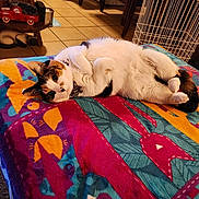 Sissy is registered to the contest to win money with this photo: animal, blanket, canine, cat, couch, dog, furniture, hardwood, homedecor, husky, indoors, interiordesign, kitten, linen, machine, manx, pet, quilt, wheel, wood