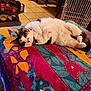 Sissy is registered to the contest to win money with this photo: animal, blanket, canine, cat, couch, dog, furniture, hardwood, homedecor, husky, indoors, interiordesign, kitten, linen, machine, manx, pet, quilt, wheel, wood