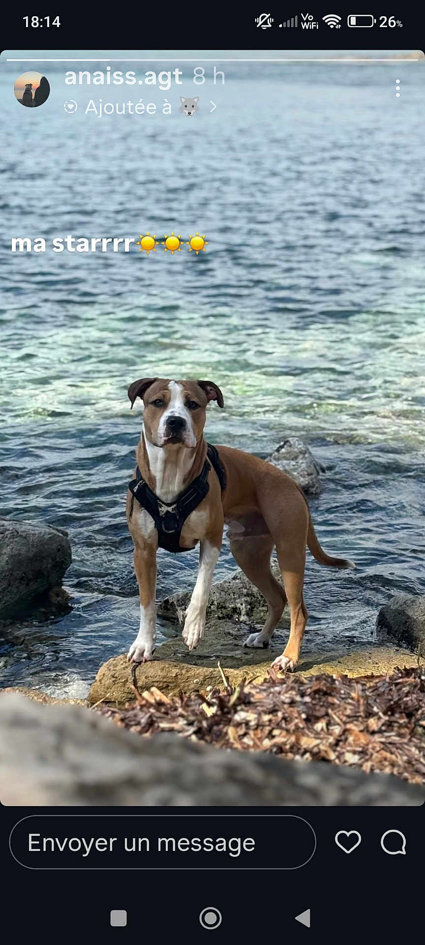 Aïko participe au concours pour gagner de l'argent avec cette photo : dog, water, rock, harness, outdoor, animal, nature, shore, standing, pet, canine, brown_dog, white_paws, calm, lake, daylight, closeup, body, fur, landscape