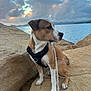 Aïko a rejoint le concours — aidez-le/la à gagner de superbes lots ! dog, animal, pet, outdoor, rock, leash, harness, sea, water, sky, cloud, sunset, nature, landscape, canine, brown, white, paw, snout, quiet