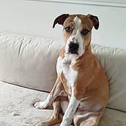 Aïko participe au concours pour gagner de l'argent avec cette photo : dog, sitting, couch, indoor, pet, beige, white, fur, ears, face, animal, canine, looking, relaxed, home, portrait, paw, snout, companion, furniture