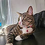 Augustus is registered to the contest to win money with this photo: animal, bell, cat, collar, curtains, cute, domestic, feline, fur, indoor, leather, natural_light, paw, pet, relaxed, resting, side_view, tabby, whiskers, window