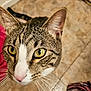 cat, tabby, close_up, yellow_eyes, pink_nose, whiskers, indoor, floor_tile, curious, pet, animal, feline, fur, pattern, ears, face, looking_up, domestic, mammal, cozy