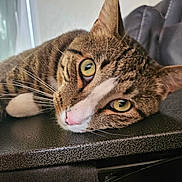 Augustus joined the competition — help win amazing prizes! animal, cat, close_up, cute, face, fur, home, indoor, looking_at_camera, lying_down, mammal, pet, pink_nose, relaxed, resting, soft_light, tabby_cat, texture, whiskers, yellow_eyes
