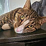 animal, cat, close_up, cute, face, fur, home, indoor, looking_at_camera, lying_down, mammal, pet, pink_nose, relaxed, resting, soft_light, tabby_cat, texture, whiskers, yellow_eyes