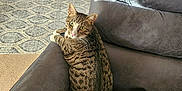 Augustus is registered to the contest to win money with this photo: armchair, cat, cozy, curious, domestic_cat, furniture, gray, green_eyes, home, indoor, living_room, looking_back, pet, relaxed, rug, sofa, striped, tabby_cat, tail, whiskers