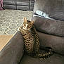 cat, tabby_cat, armchair, living_room, sofa, rug, furniture, pet, indoor, curious, green_eyes, looking_back, cozy, striped, whiskers, tail, relaxed, domestic_cat, home, gray