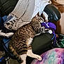 cat, tabby_cat, chair, clothing, blanket, gaming_controller, indoor, furniture, relaxed, sleeping, paw, striped, pet, cozy, messy, carpet, cushion, purple, gray, white