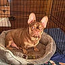 Chanel is registered to the contest to win money with this photo: animal, blanket, brown_coat, carpet, dog, dog_bed, french_bulldog, home, indoor, large_ears, looking_at_camera, pet, playpen, plush_bed, portrait, puppy, sitting, toy, wood_floor, wrinkles