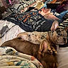 Chanel is registered to the contest to win money with this photo: dogs, puppies, french_bulldog, small_dog, brown_dog, spotted_dog, sleeping, lying_down, cuddling, bed, blanket, pillows, bedroom, cozy, pet, animal, side_eye, remote_control, game_controller, indoor