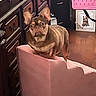 Chanel joined the competition — help win amazing prizes! bedroom, brown_dog, canine, chair, dog, drawers, dresser, french_bulldog, funny_expression, furniture, indoors, large_ears, looking_at_camera, pet, pink_bag, pink_chair, portrait, sitting, wooden_floor, wrinkled_face