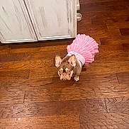 Chanel is registered to the contest to win money with this photo: dog, french_bulldog, pet, pink_tutu, costume, dressed_up, hardwood_floor, indoor, home, kitchen, cabinet, door, food_bowl, blue_mat, standing, portrait, funny, cute, animal, fashion