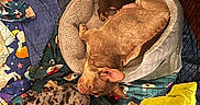 Chanel joined the competition — help win amazing prizes! puppy, dog, kitten, cat, sleeping, animals, pet_bed, crate, blanket, plush_toy, water_bowl, chew_toy, cozy, indoors, animal_family, nap, brown_dog, spotted_cat, pet_supplies, cute