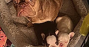 Chanel is registered to the contest to win money with this photo: animal, black_puppy, brown_dog, camera, cozy, cute, dog, dog_bed, ears, face, french_bulldog, fur, indoors, litter, mother_dog, pet, portrait, puppies, sleeping_bed, white_puppy