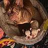 Chanel is registered to the contest to win money with this photo: dog, puppies, french_bulldog, mother_dog, animal, pet, sleeping_bed, dog_bed, brown_dog, white_puppy, black_puppy, litter, cute, portrait, indoors, cozy, fur, ears, face, camera