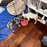 Dior is registered to the contest to win money with this photo: puppy, puppies, dog, dogs, french_bulldog, merle_coat, white_dog, indoor, pet_area, playpen, dog_bed, food_bowl, pink_bowl, wood_floor, shelving, home, pet_supplies, standing, animal_care, cozy