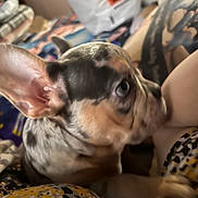 Dior is registered to the contest to win money with this photo: dog, puppy, pet, animal, small_dog, brown_and_white, floppy_ears, large_eyes, side_eye, close_up, portrait, cuddling, indoor, home, blanket, leopard_print, cozy, playful, cluttered_background, photography