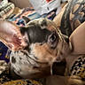 dog, puppy, pet, animal, small_dog, brown_and_white, floppy_ears, large_eyes, side_eye, close_up, portrait, cuddling, indoor, home, blanket, leopard_print, cozy, playful, cluttered_background, photography